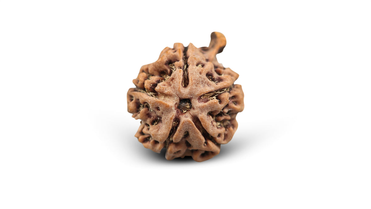 5 MUKHI GANESH RUDRAKSHA (24.62 mm)