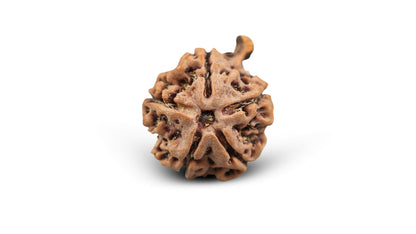 5 MUKHI GANESH RUDRAKSHA (24.62 mm)