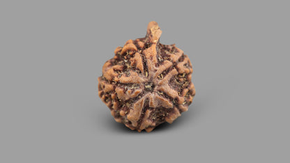 5 MUKHI GANESH RUDRAKSHA (23.51 mm)