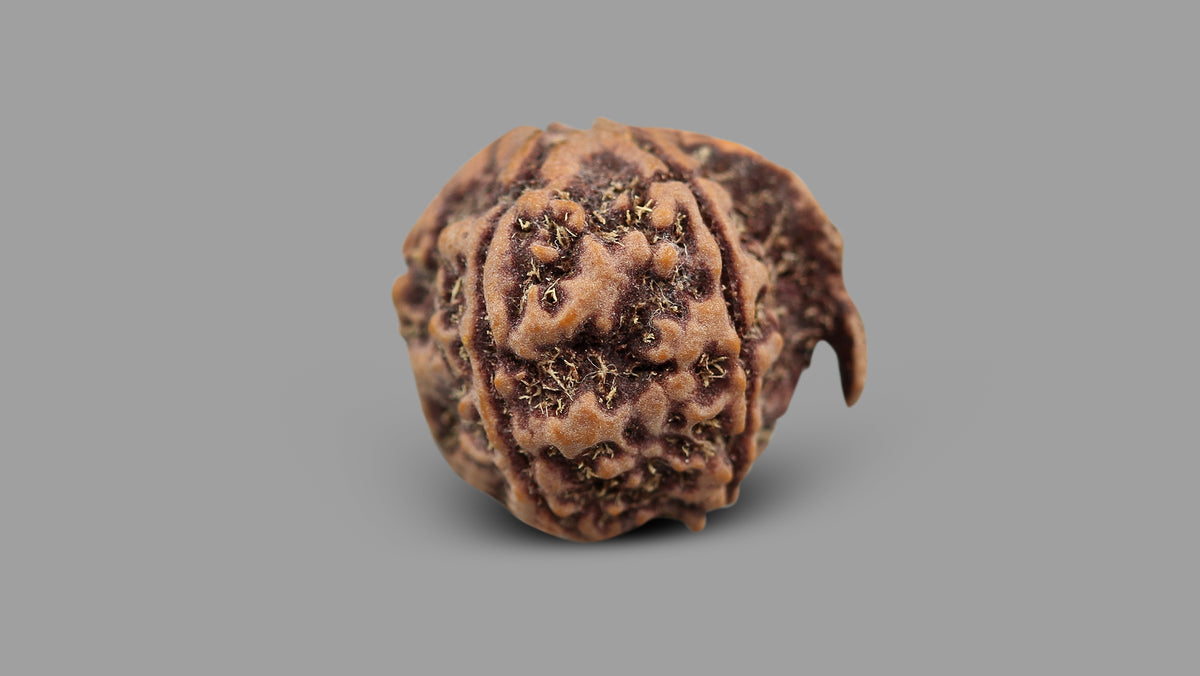 5 MUKHI GANESH RUDRAKSHA (23.51 mm)