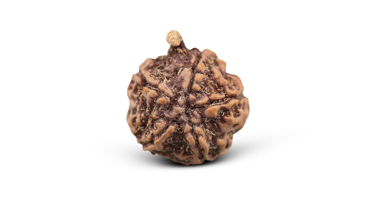 5 MUKHI GANESH RUDRAKSHA (23.51 mm)