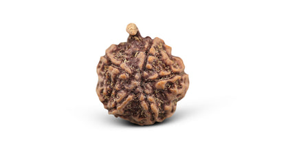 5 MUKHI GANESH RUDRAKSHA (23.51 mm)