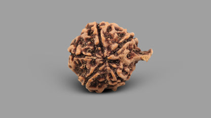 5 MUKHI GANESH RUDRAKSHA (24.30 mm)