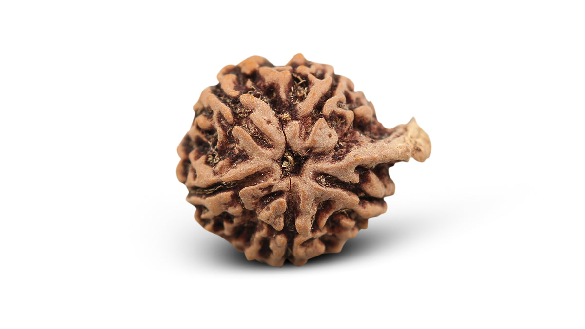 5 MUKHI GANESH RUDRAKSHA (24.30 mm)