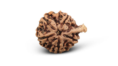 5 MUKHI GANESH RUDRAKSHA (24.30 mm)