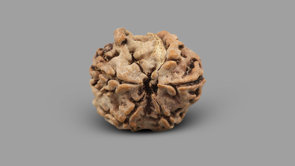 5 MUKHI RUDRAKSHA GANESH (19.91 mm)