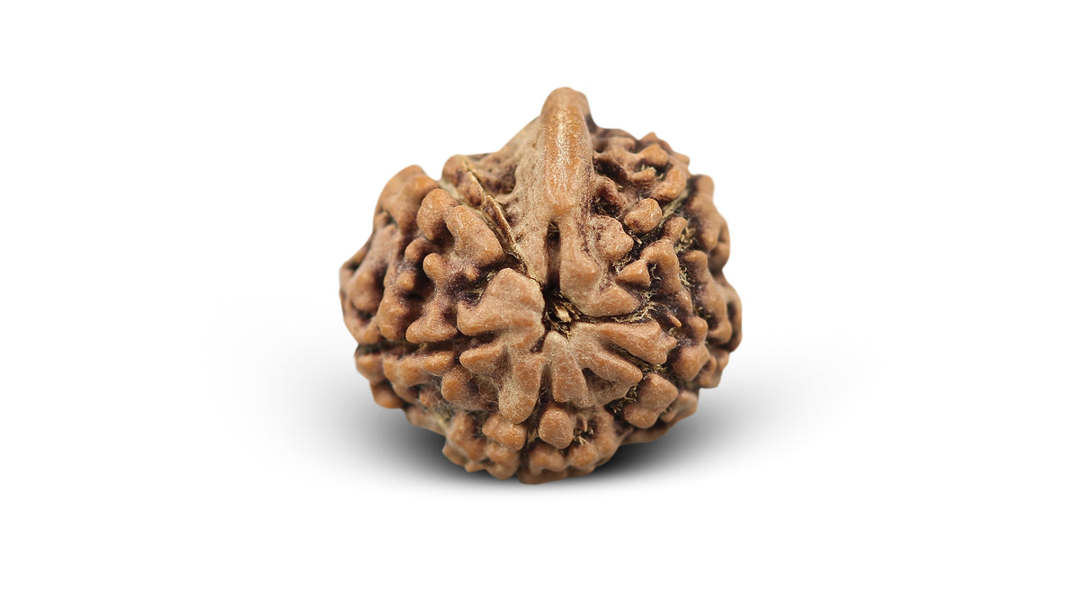 5 MUKHI RUDRAKSHA GANESH (19.91 mm)