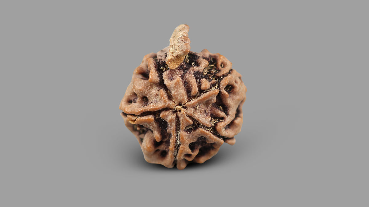 5 MUKHI GANESH RUDRAKSHA (21.49 mm)