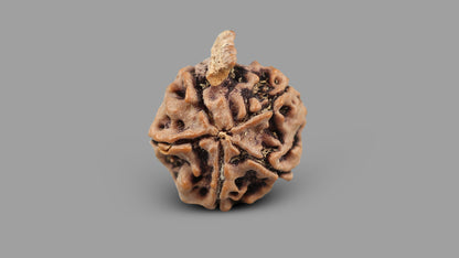 5 MUKHI GANESH RUDRAKSHA (21.49 mm)