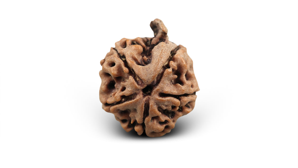 5 MUKHI GANESH RUDRAKSHA (21.49 mm)