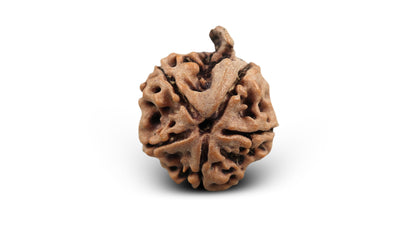 5 MUKHI GANESH RUDRAKSHA (21.49 mm)