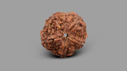 5 MUKHI RUDRAKSHA (23.55 mm)