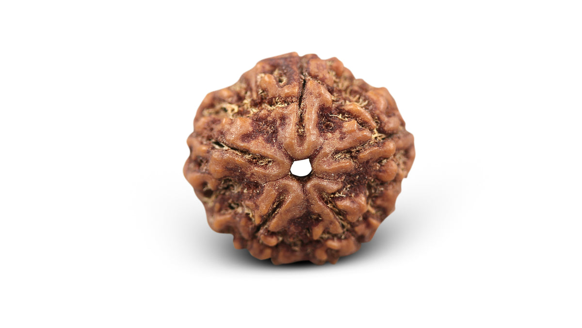 5 MUKHI RUDRAKSHA (23.55 mm)