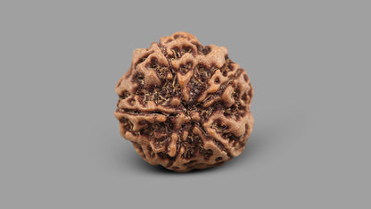 5 MUKHI RUDRAKSHA (23.31 mm)