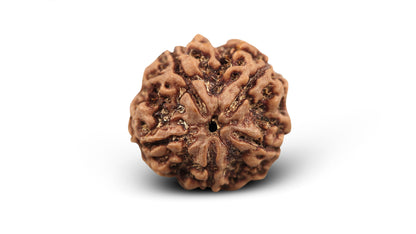 5 MUKHI RUDRAKSHA (23.31 mm)
