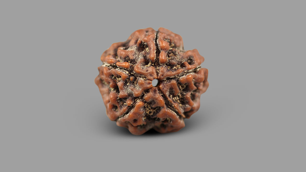5 MUKHI RUDRAKSHA (22.13 mm)