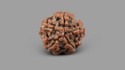 5 MUKHI RUDRAKSHA (22.13 mm)