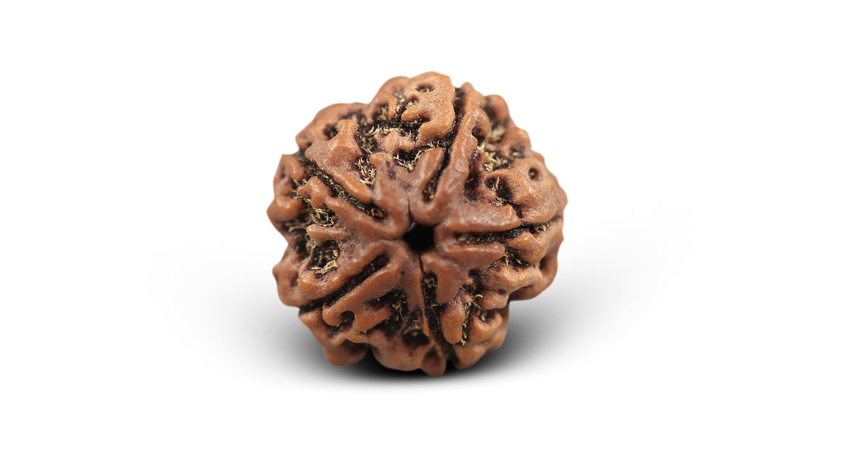 5 MUKHI RUDRAKSHA (22.13 mm)