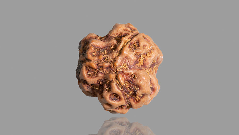 3 MUKHI RUDRAKSHA (15.85 mm)