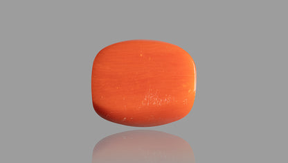 Italian Red Coral 14.29 Carats / 15.7 Ratti