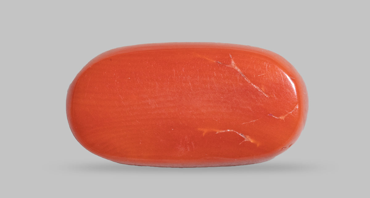 Italian Red Coral 7.58 Carats / 8.33 Ratti