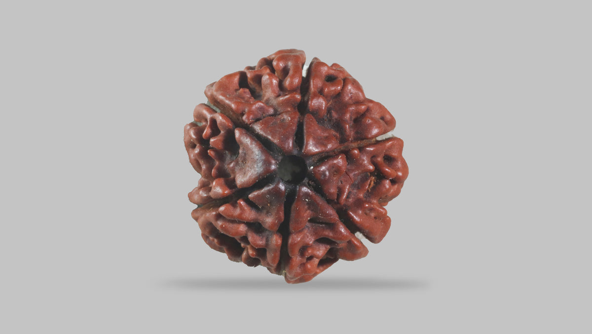 6 MUKHI RUDRAKSHA (19.70 mm)