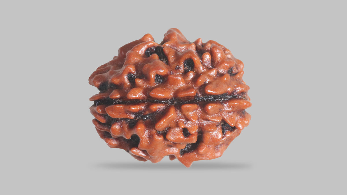 3 MUKHI RUDRAKSHA (21.15 mm) / 15.46 Ratti