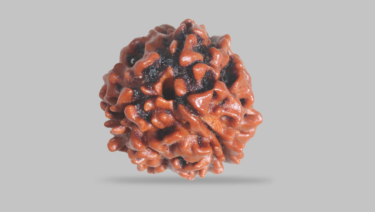 3 MUKHI RUDRAKSHA (21.15 mm) / 15.46 Ratti