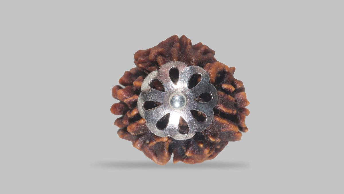 3 MUKHI RUDRAKSHA ( 21.25 mm) / 18.04 Ratti