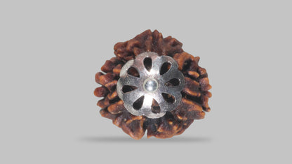 3 MUKHI RUDRAKSHA ( 21.25 mm) / 18.04 Ratti