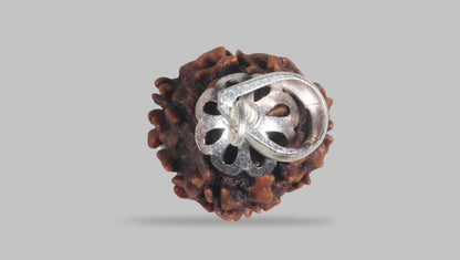 3 MUKHI RUDRAKSHA ( 21.25 mm) / 18.04 Ratti