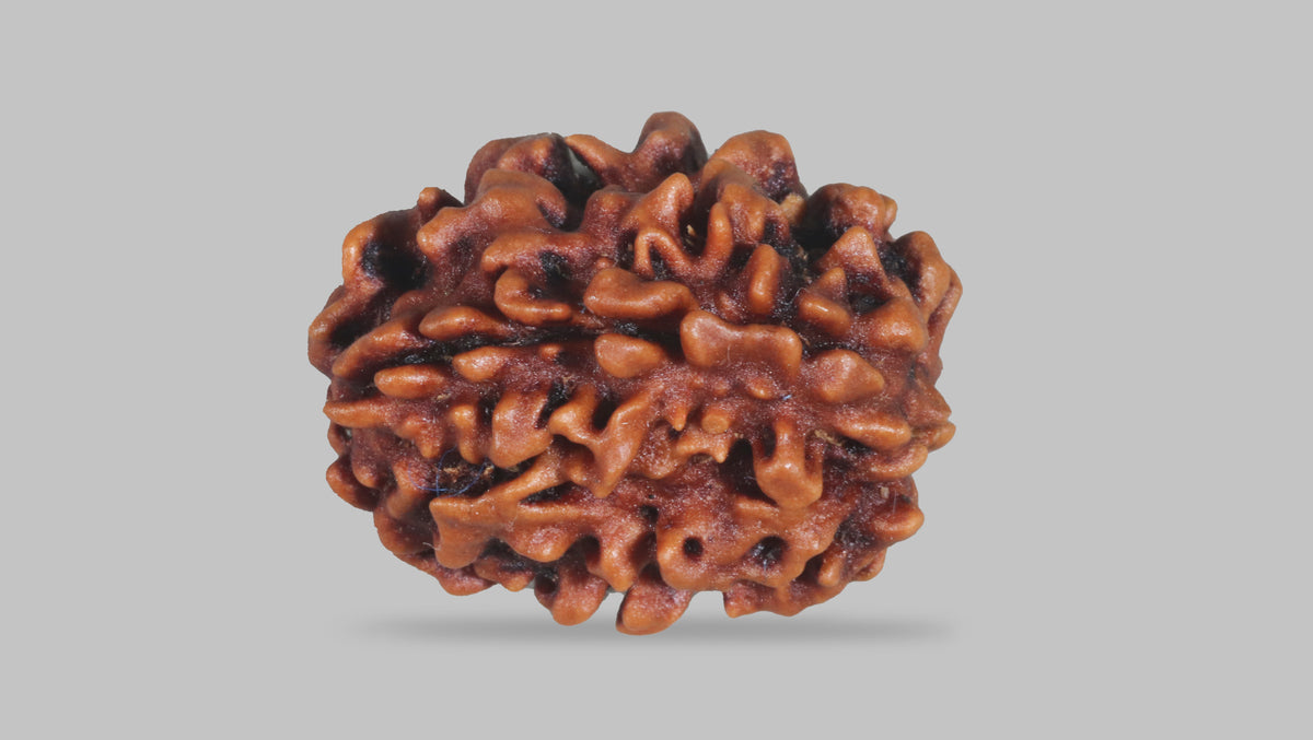 3 MUKHI RUDRAKSHA (22.30 mm) / 17.38 Ratti