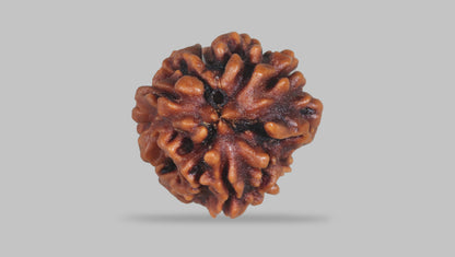 3 MUKHI RUDRAKSHA (22.30 mm) / 17.38 Ratti