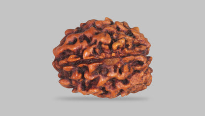 3 MUKHI RUDRAKSHA (20.80 mm) / 14.63 Ratti