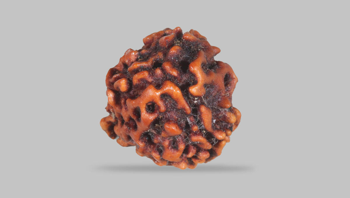 3 MUKHI RUDRAKSHA (20.80 mm) / 14.63 Ratti