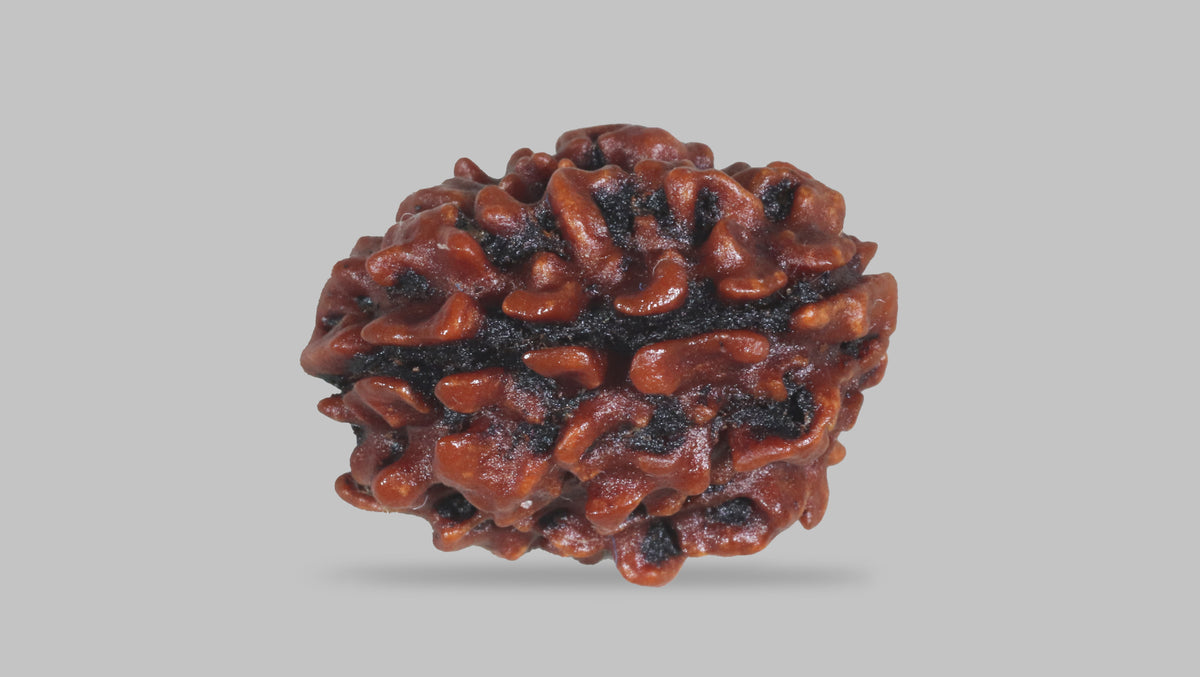 3 MUKHI RUDRAKSHA (20.75 mm) / 12.43 Ratti