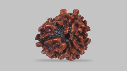 3 MUKHI RUDRAKSHA (20.75 mm) / 12.43 Ratti