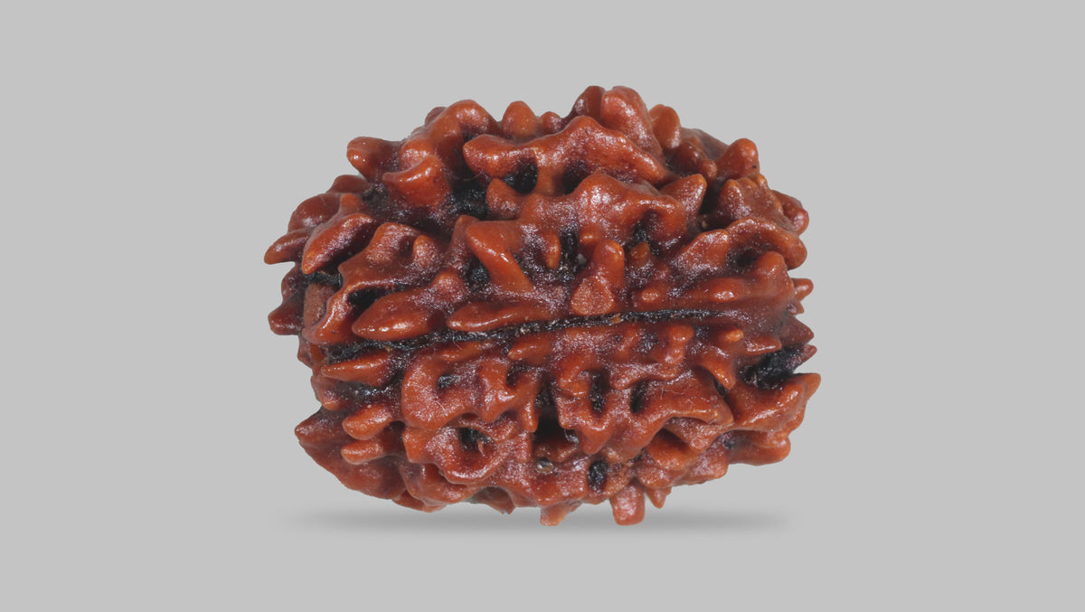 3 MUKHI RUDRAKSHA (22.70 mm) / 16.68 Ratti