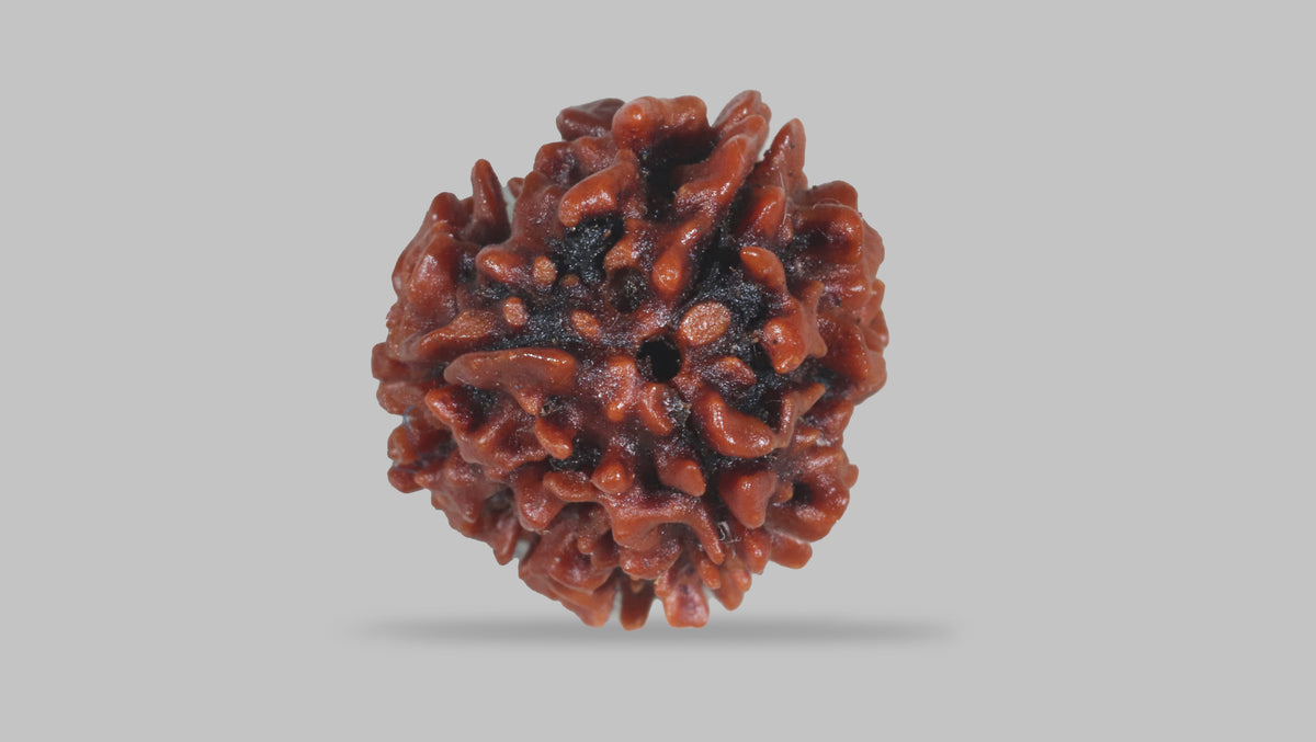 3 MUKHI RUDRAKSHA (22.70 mm) / 16.68 Ratti