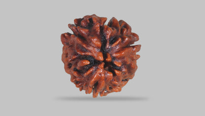 3 MUKHI RUDRAKSHA (22.70 mm) / 16.68 Ratti