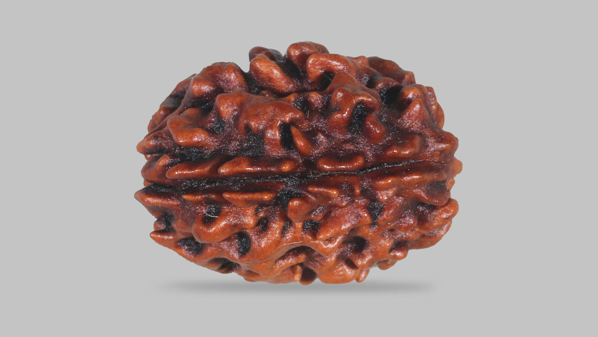 3 MUKHI RUDRAKSHA (22.70 mm) / 16.68 Ratti