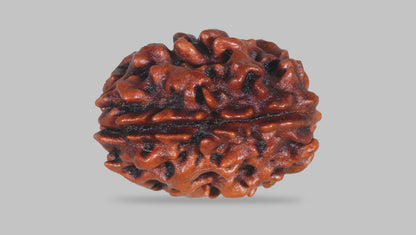 3 MUKHI RUDRAKSHA (22.70 mm) / 16.68 Ratti
