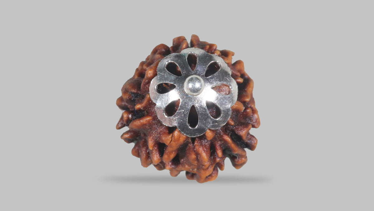 3 MUKHI RUDRAKSHA (22.07 mm) / 17.38 Ratti