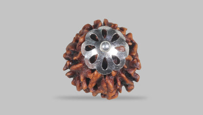3 MUKHI RUDRAKSHA (22.07 mm) / 17.38 Ratti