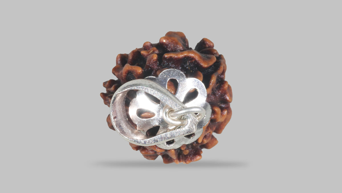 3 MUKHI RUDRAKSHA (22.07 mm) / 17.38 Ratti