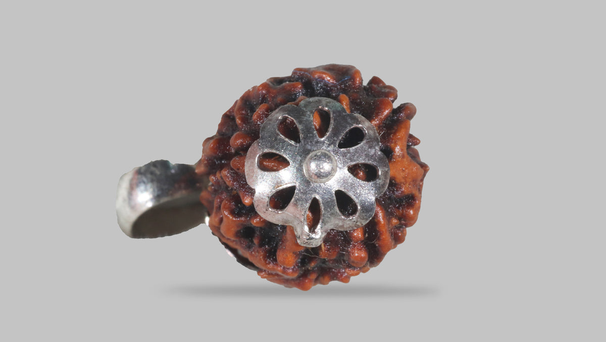 3 MUKHI RUDRAKSHA (20.81 mm) / 16.7 Ratti