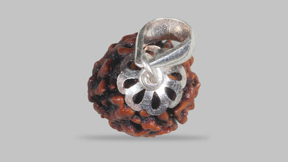 3 MUKHI RUDRAKSHA (20.81 mm) / 16.7 Ratti