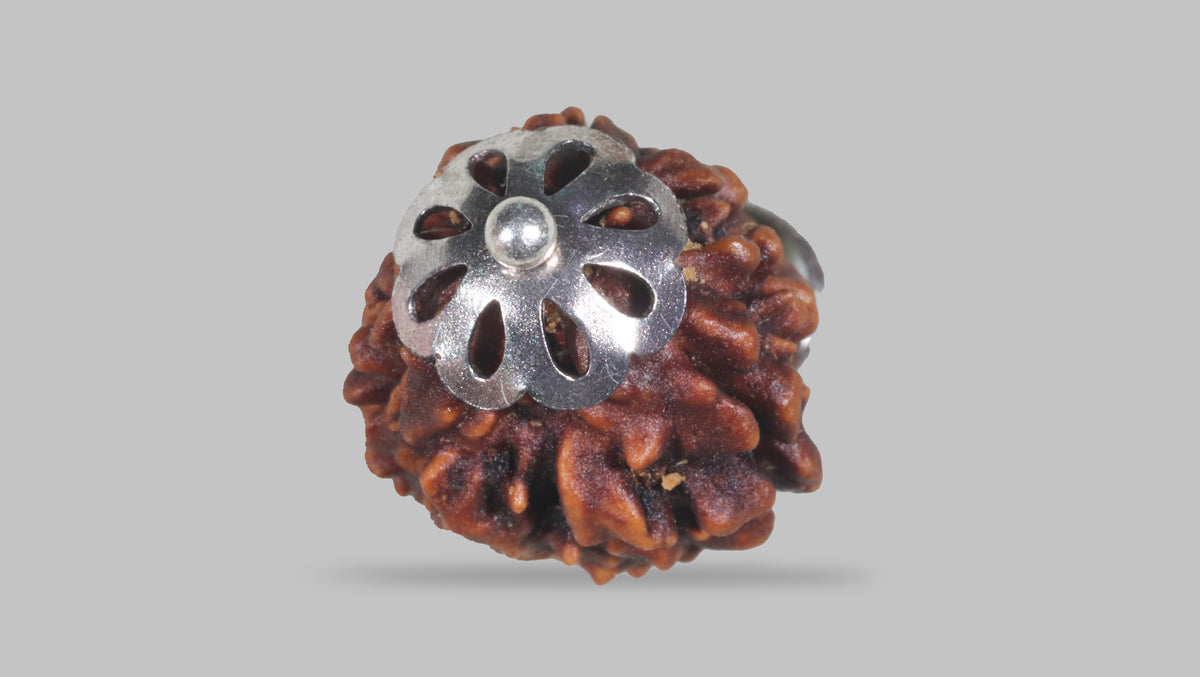 3 MUKHI RUDRAKSHA (22.26 mm) / 17.22 Ratti