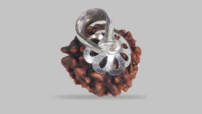 3 MUKHI RUDRAKSHA (22.26 mm) / 17.22 Ratti