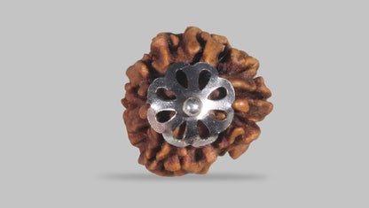 3 MUKHI RUDRAKSHA (23.60 mm) / 21.67 Ratti